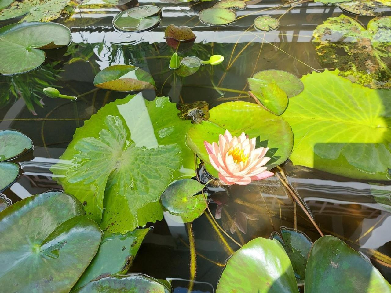 Sunrise Garden House - Luang Prabang Hotel Exterior photo